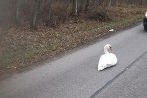 Siedzący na jezdni łąbądź
