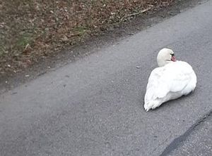 Siedzący na jezdni łabądź