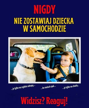 dziecko i pies w aucie