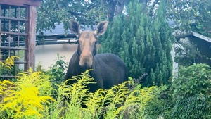 Dzikie zwierze na ogrodach działkowych - łoś