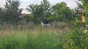 Dzikie zwierze na ogrodach działkowych