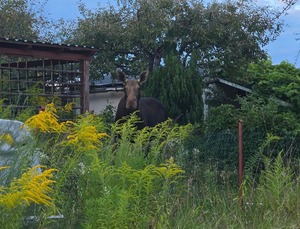 Dzikie zwierze na ogrodach działkowych